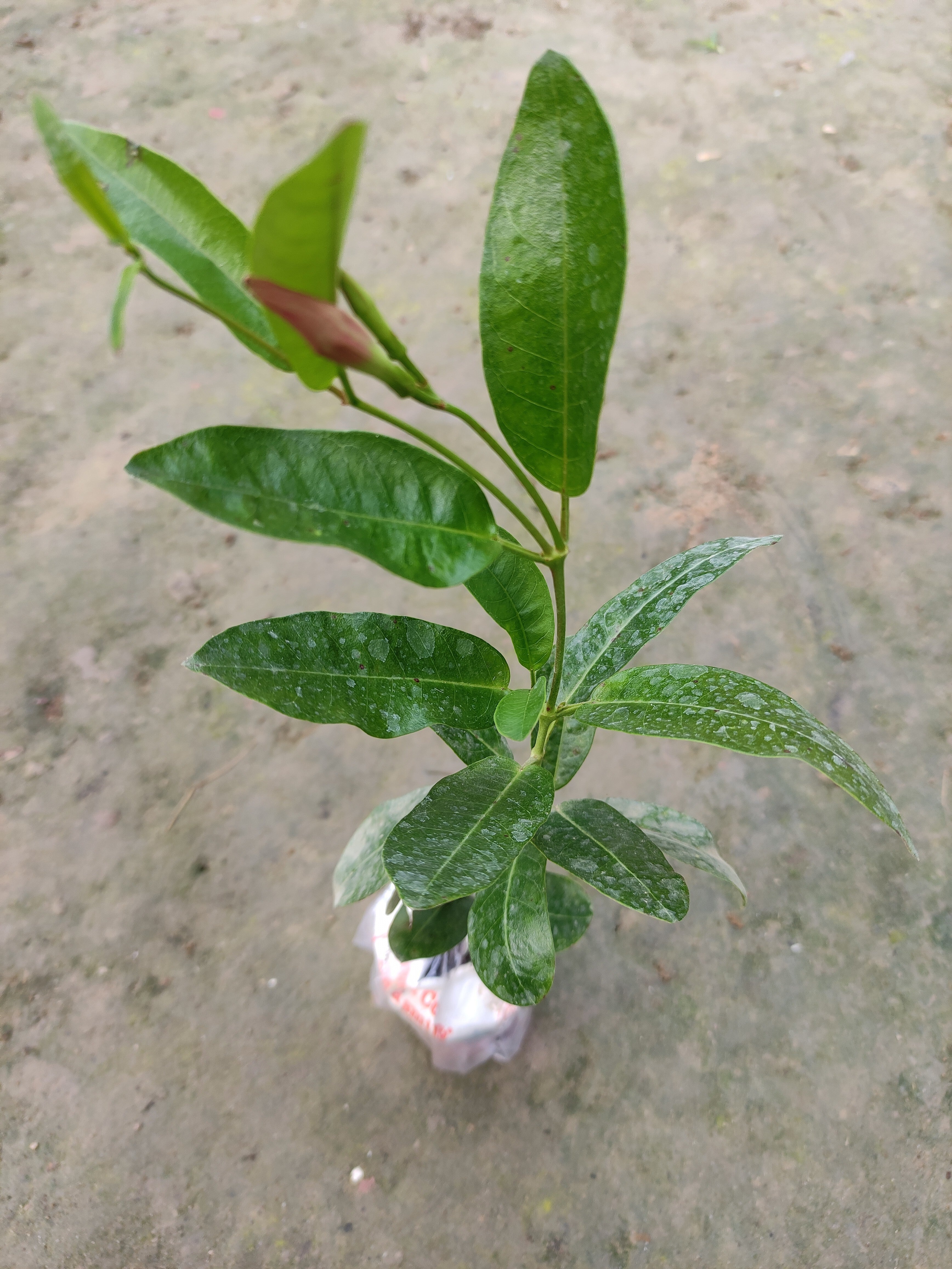 Seeds Mandevilla Red Flowers Plant.
